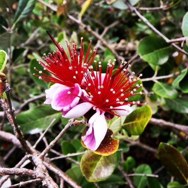  nature red flower green tree amazing wonderful keserwan Rayfoun Lebanon...