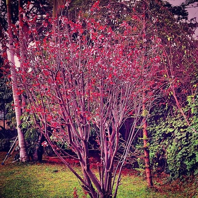  nature red tree green garden Lebanon...