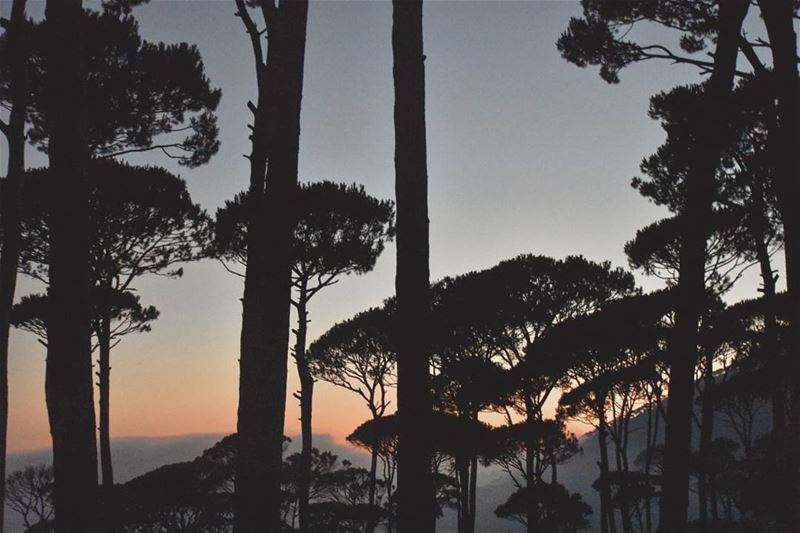  nature  sunset  lebanon  forest  hike ... (Ra'S Al Matn, Mont-Liban, Lebanon)