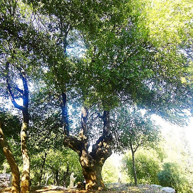 nature trees plant autumn