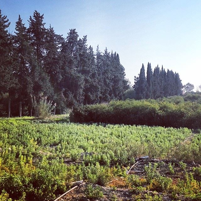  nature  trees  plant  blue  sky  skyporn  valley  southlebanon  lebanon ...