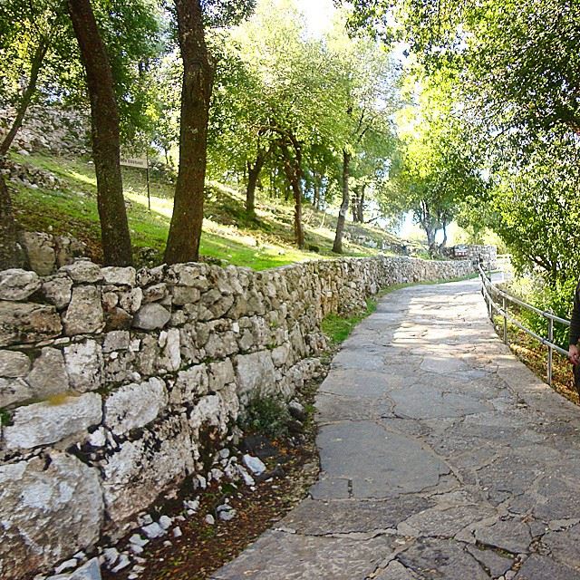 nature trees plant mountain path