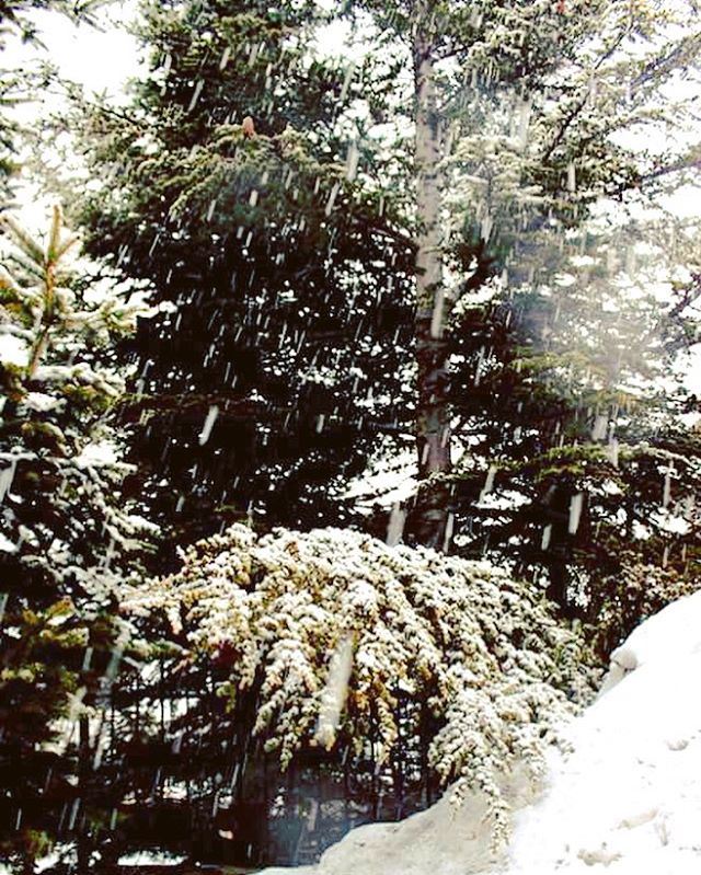  nature  winter  cold weather  white  snow  green  tree  mountain  village...