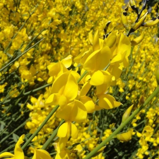 nature yellow flowers spring