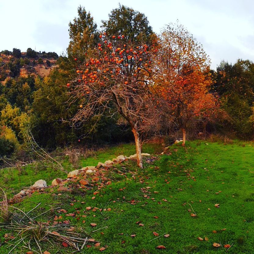  naturechristmastree   mothernaturedecoration  tree  fruit  lebanonnature ... (Ghebale, Mont-Liban, Lebanon)