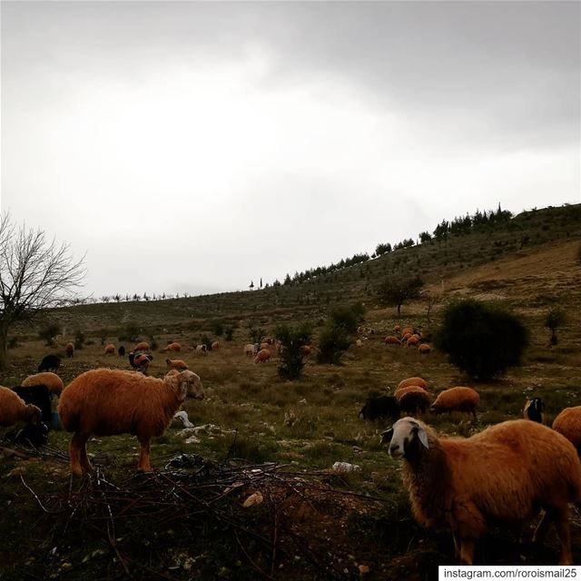  naturephotography animals photo nature animalphotography lebanon... (Brital, Béqaa, Lebanon)