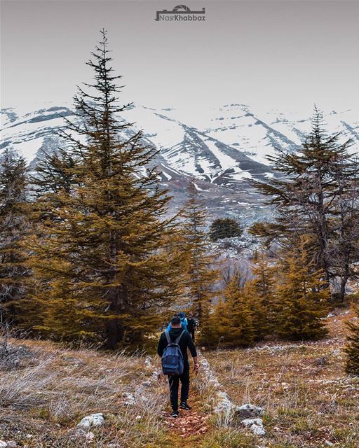  naturephotography  hiking  explore  naturelovers  nature_perfection ... (Cedar Reserve Tannourine)