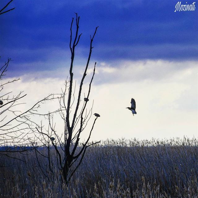  naturephotography nature naturelover naturelovers nature_perfection... (`Ammiq, Béqaa, Lebanon)