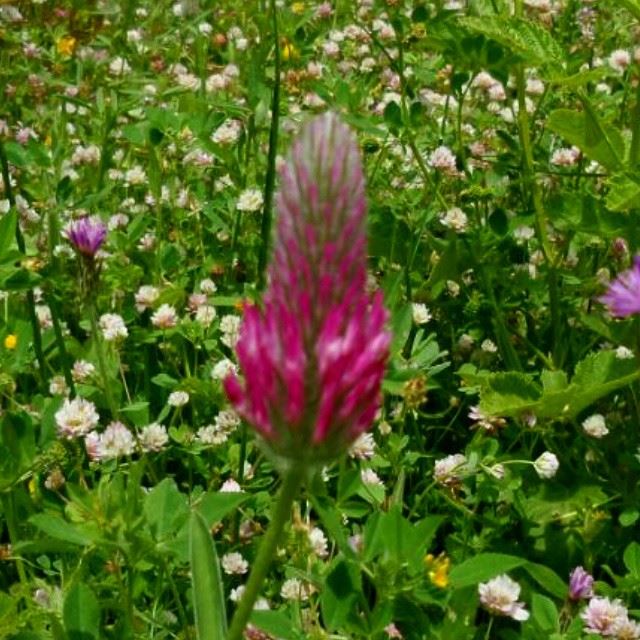 natureshots flowers garden orchard springspirit