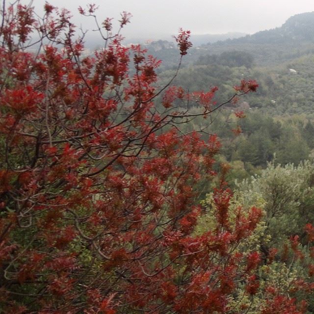 natureshots mountain springspirit treesbeautifulnature