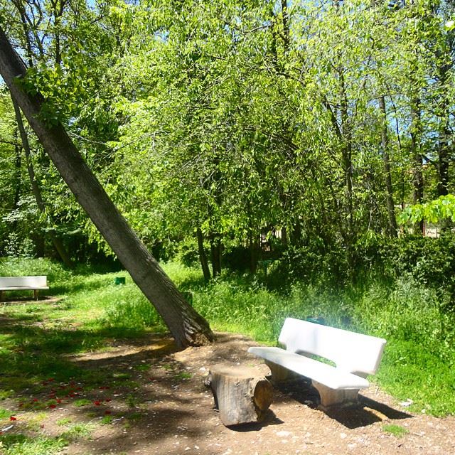 natureshots reserve treesmeditation beautifullebanonforestparkdiscoverlebanon discoverlebanonsnature (Taanayel- Bekaa)