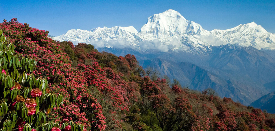 Nepal Trekking