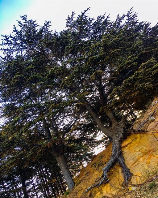 Never give up... like a  Cedar tree 🌲  livelovebeirut  livelovelebanon ... (Lebanon)