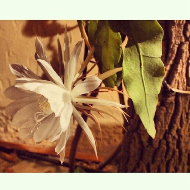  night  flower  nightflower  white  leaf  tree  trunk  awesome  nature ...