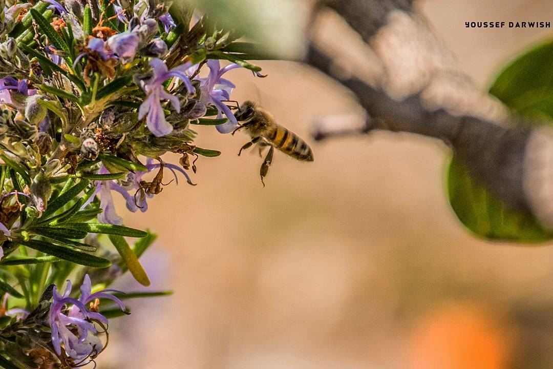  nikon  nikonlebanon  lebanon  bee  insects  d7100  nikond7100 ...