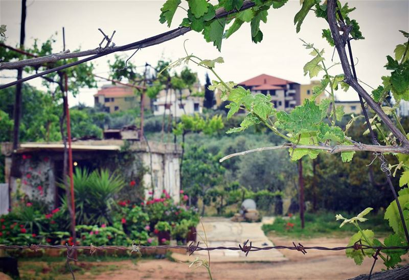  nikon old house roses flowers greens trees lebanon roamtheplanet nature... (Zgharta)