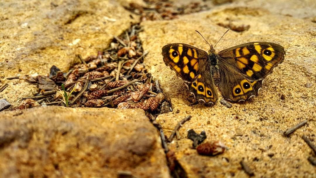 No effects needed...  Butterfly  LaMaisonDeLaForet  Bkassine  Jezzine ...