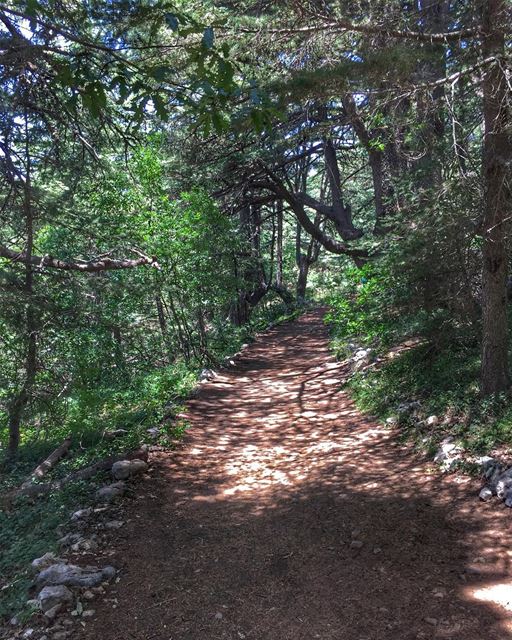 No road is long with good company.  livelovebeirut  wearelebanon   lebanon... (Al Shouf Cedar Nature Reserve)