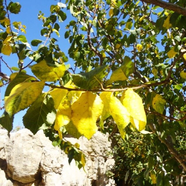 nofilter trees yellow green leaf autumn blue sky