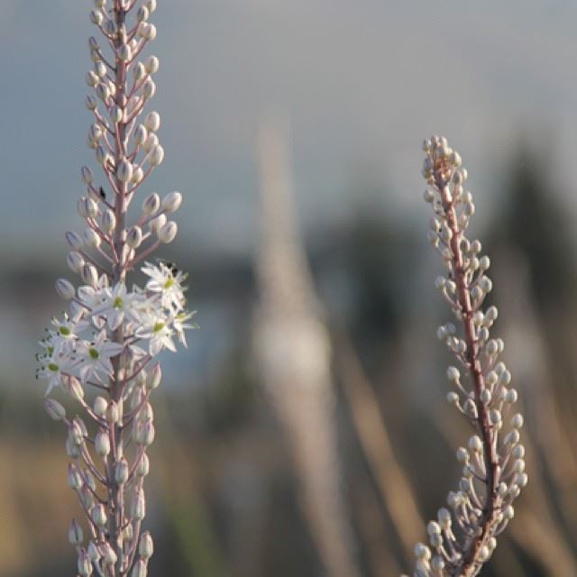  nofilter  wild  flower  nature  village  photography  beautiful  details ...