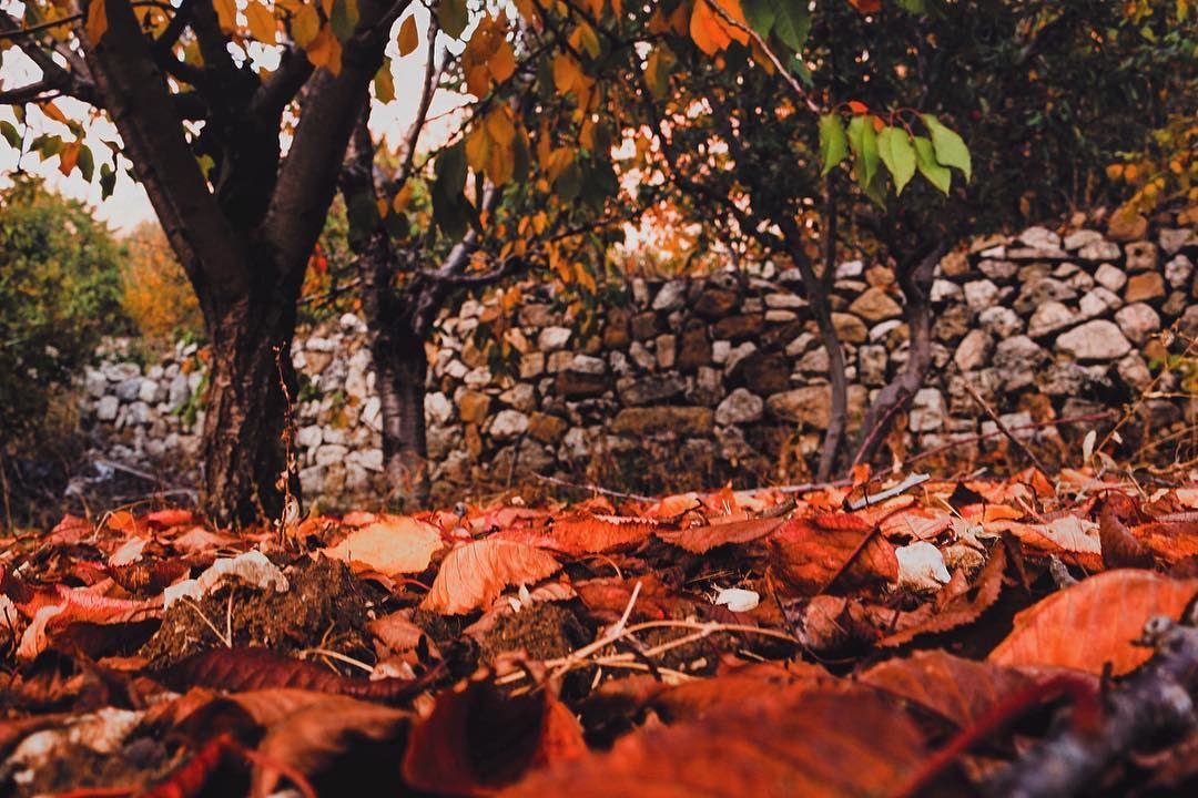 Not afraid to Fall 🍂  lebanon  mountains  fall  leaves  scenery  sunsets ...