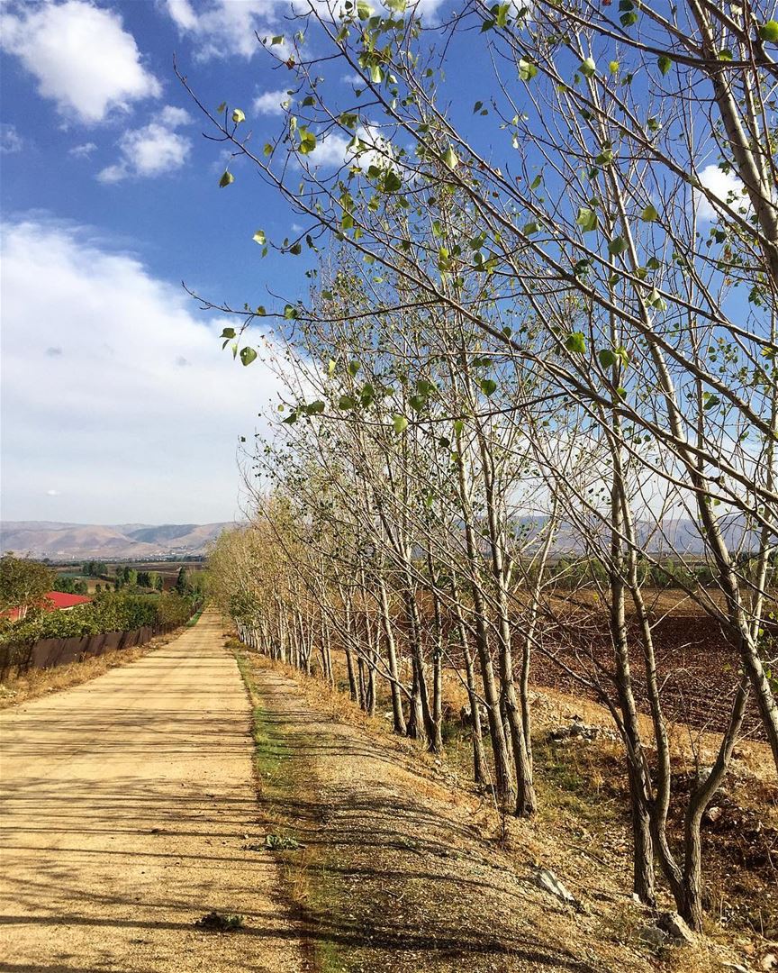 Notice how the trees do not cling to their leaves? Fall is about... (West Bekaa)