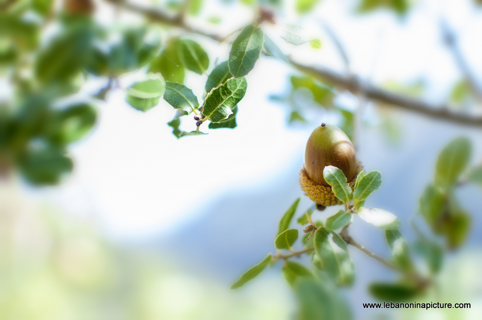 Oak Fruit (Wadi Kadisha Norh Lebanon)