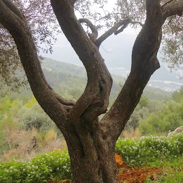 olivetree treemountain gardenmediterraneansea orchard natureshots
