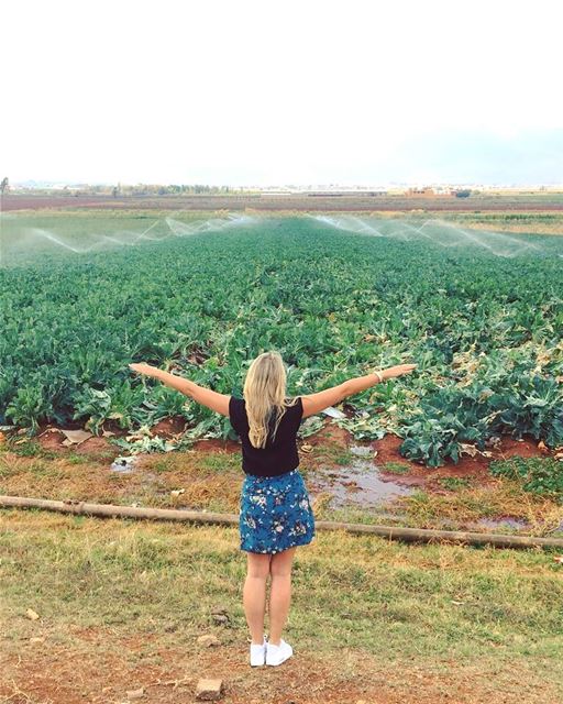 Once there were green fields kissed by the sun 💚....I loved the sight of... (Bekaa Valley)