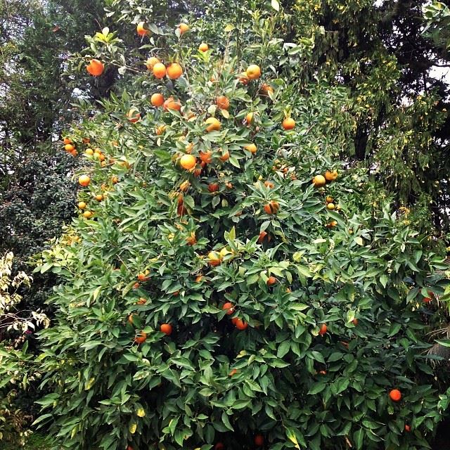  orange tree yarzé lebanon...