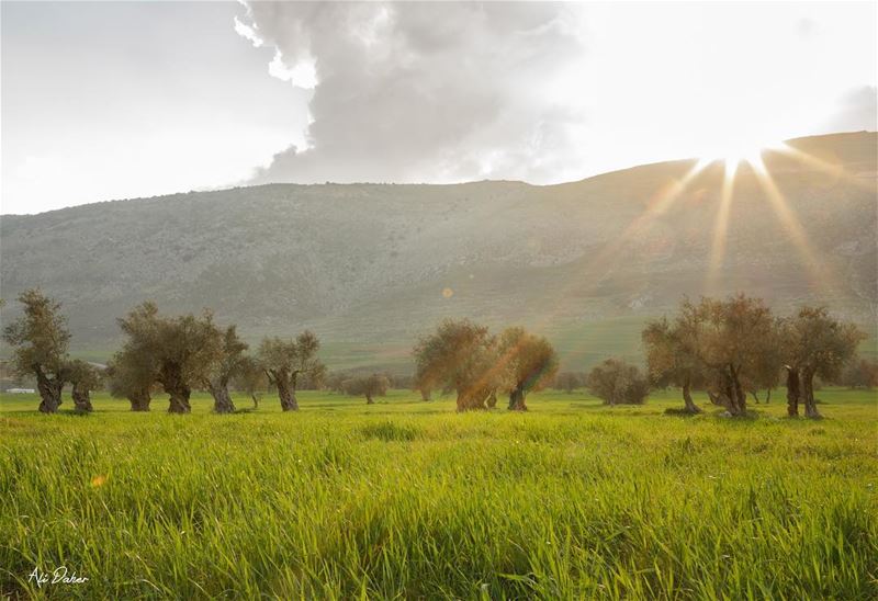 Our beautiful south ☀️.... nature landscape landscapephotography... (Jarmaq, Al Janub, Lebanon)