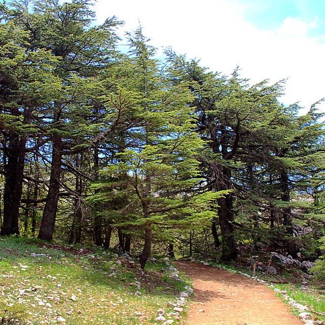 Our beloved country  lebanon  baroukcedars  livelovelebanon  wearelebanon ...