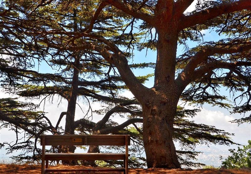 Out of suffering have emerged the strongest souls; the most massive... (Maaser El Shouf Cedars)