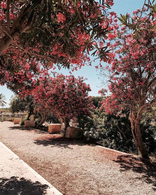 OverRose 🌺 Beirut nature iamatraveler......- [ ]  vsco vscocam... (الاثار البحرية صور)