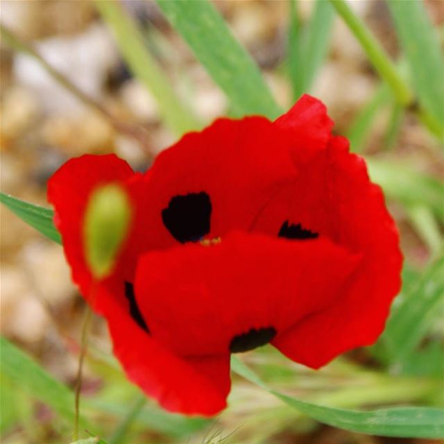 Papaver rhoeas 🐞... (Baïssoûr, Mont-Liban, Lebanon)