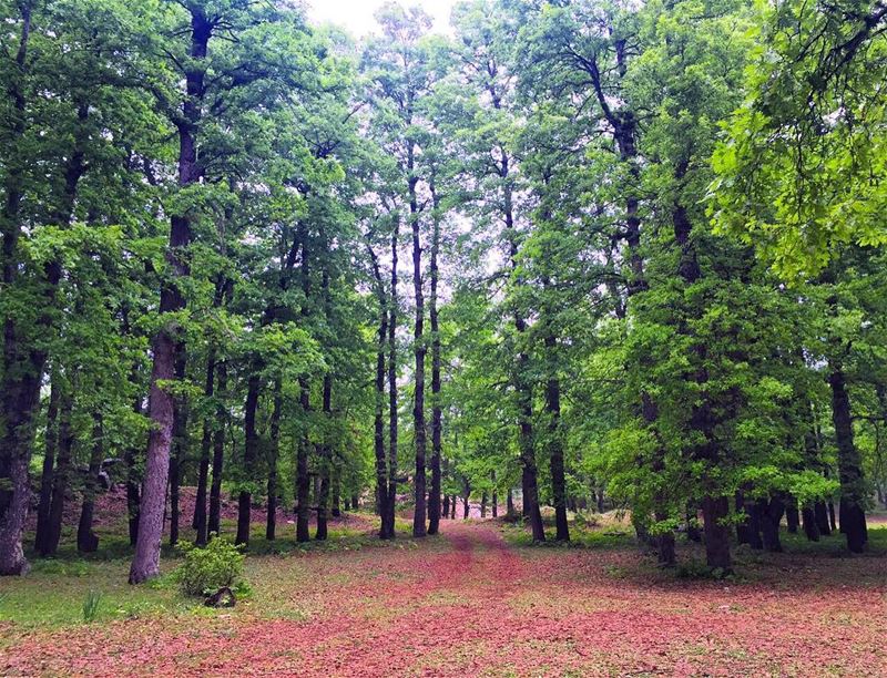 Pathway to heaven 💕 amouaa forest lebanon nature love faveplace hiking... (غابة العذر)