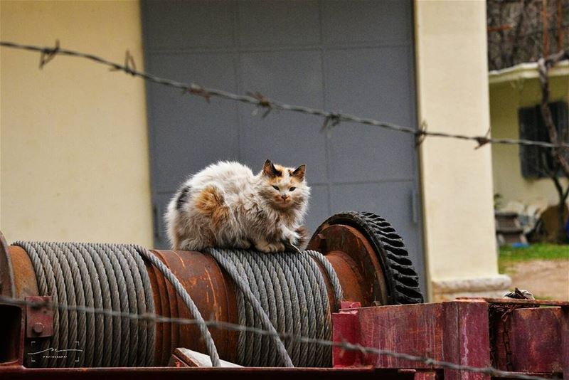 Peaceful cat 🐺 (Wadi Annoubin)