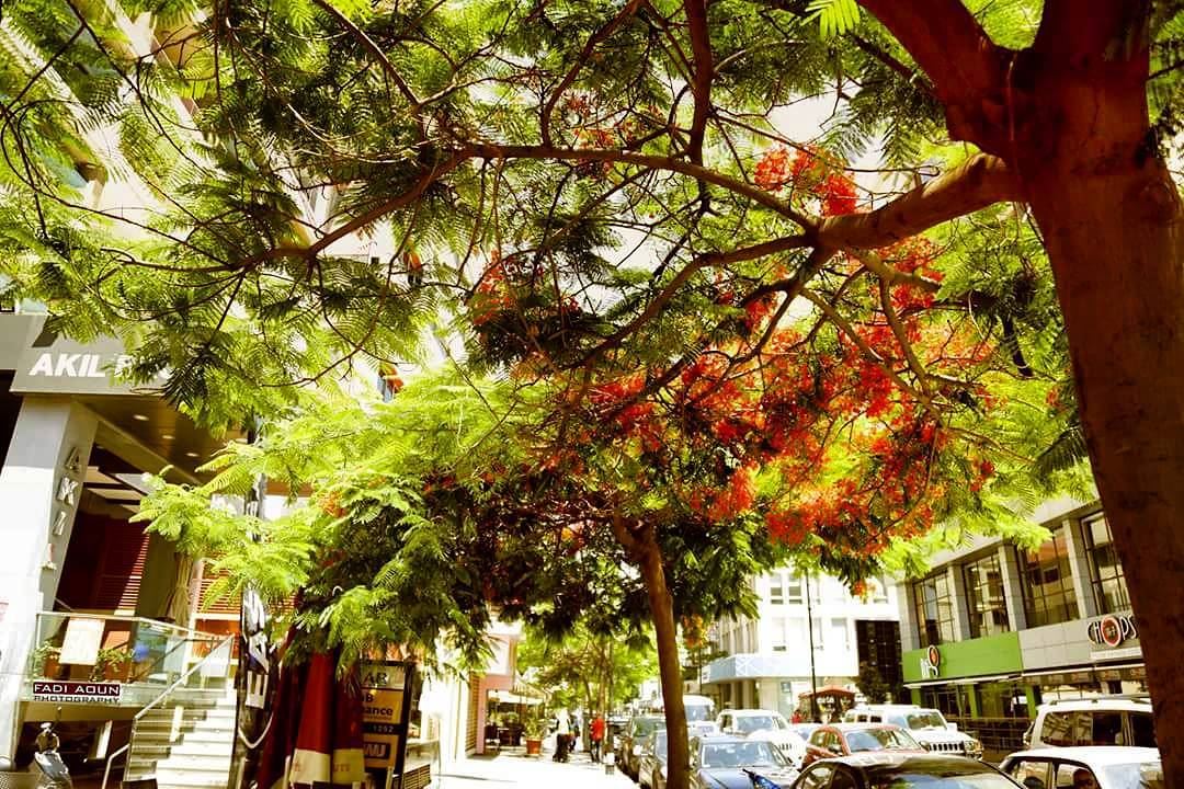  photo  fadiaounphotography  tree  lebanon  nature  hamra  photoinsta ...