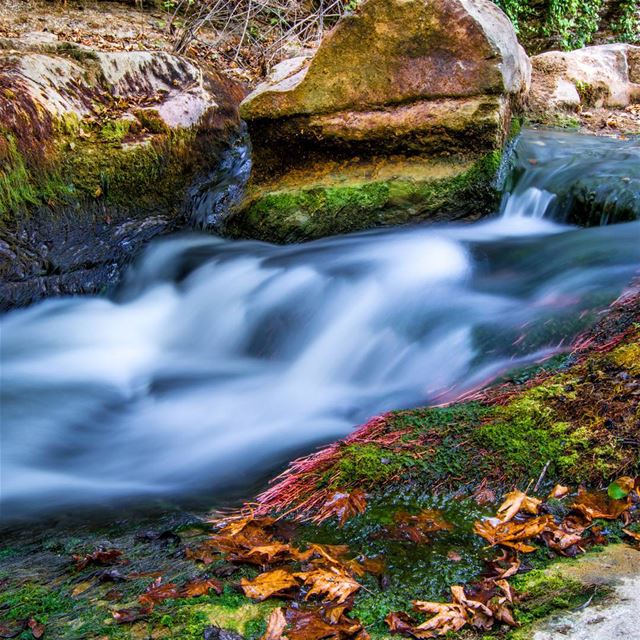 .✴Photo of the day Aug 19,2015 ________________________________➡ D A T... (Barouk-Chouf)