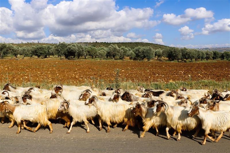 ... photography photographer photooftheday landscape... (Kfar Roummâne, Beyrouth, Lebanon)