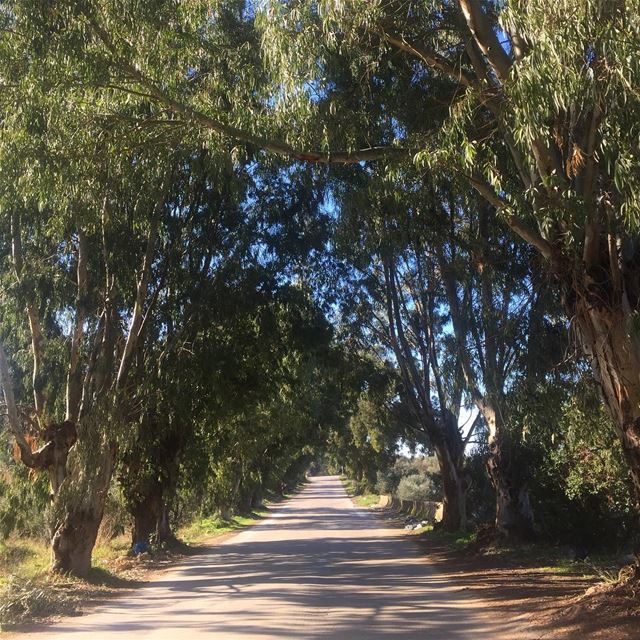  photography  ptk_lebanon  trees  road  lebanon  livelovelebanon ...