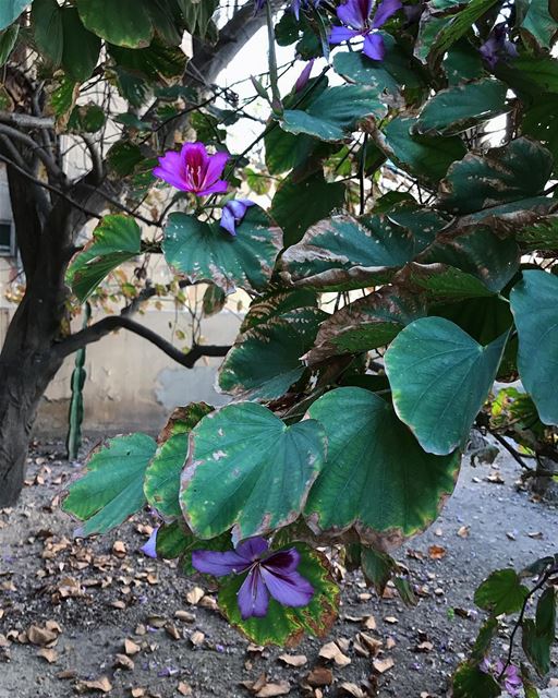 💜🌱.. picoftheday  flower garden life spring... (Saïda, Al Janub, Lebanon)