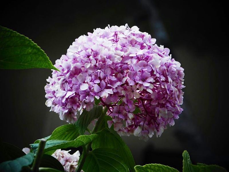  picoftheday lebanon beirut nature naturelover closeup flower pink green...