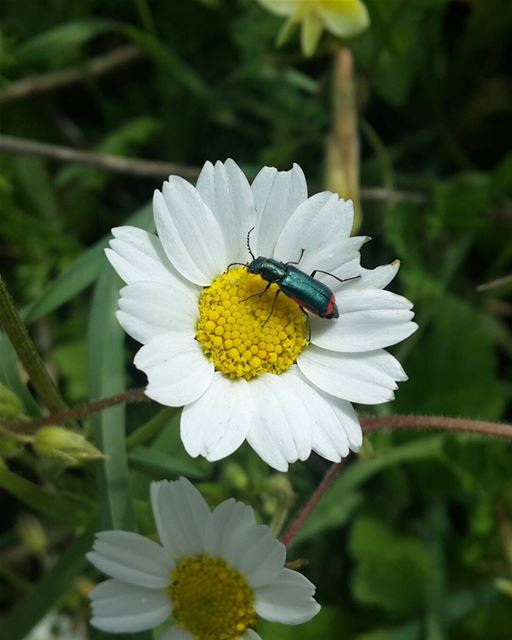  picoftheday lebanon mountain spring nature white flower insect nikon...