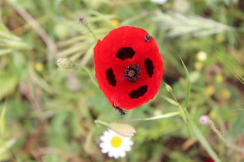  picoftheday saturday lebanon world nature natureaddict grass flower red...