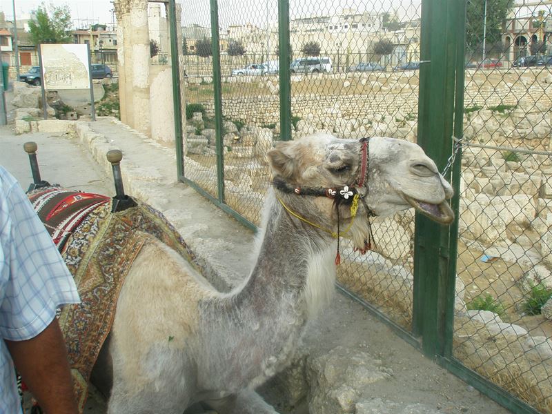 Pictures Taken from Baalbeck on Sep 2008