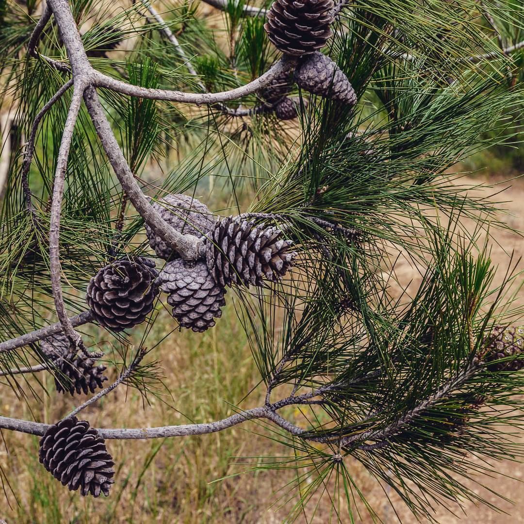 Pine Cones. . . . . . . . . __________________________________________... (Oudine Valley)