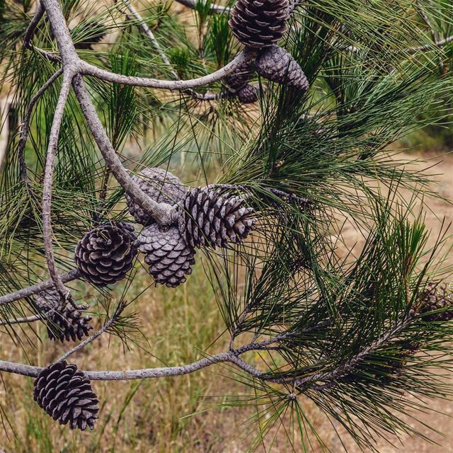 Pine Cones. . . . . . . . . __________________________________________... (Oudine Valley)