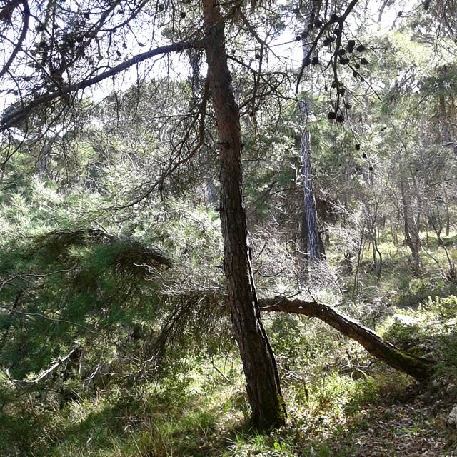 pine forest nature natureoflebanon beautifulnature