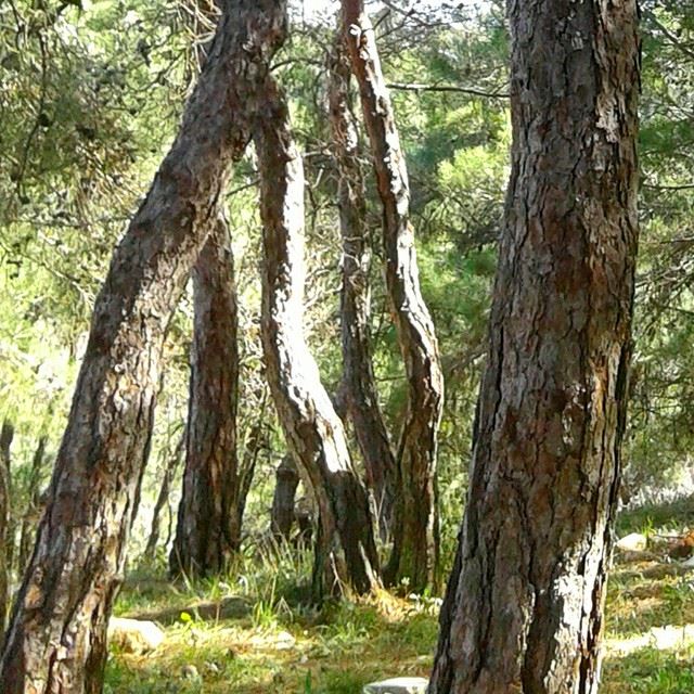pine forest treesmountain natureoflebanon naturetrunk